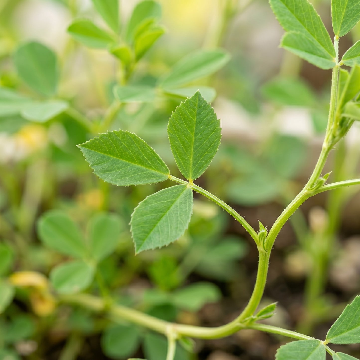 Fenugreek Seeds – Herb Garden Plant Seeds