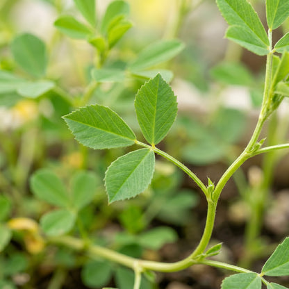 Fenugreek Seeds – Herb Garden Plant Seeds