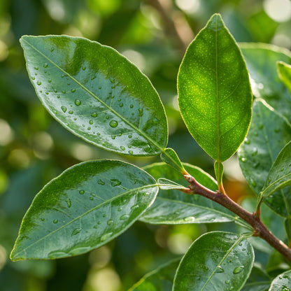 Orange Seeds – Citrus Fruit Plant Seeds