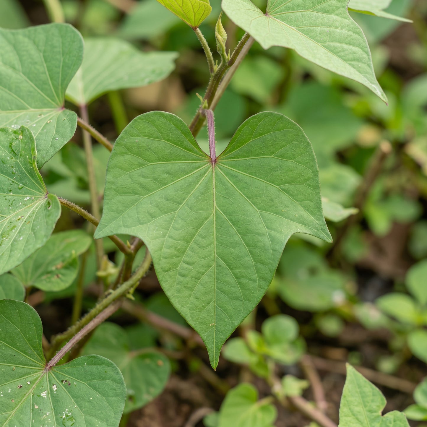 Sweet Potato Seeds – Vegetable Plant Seeds