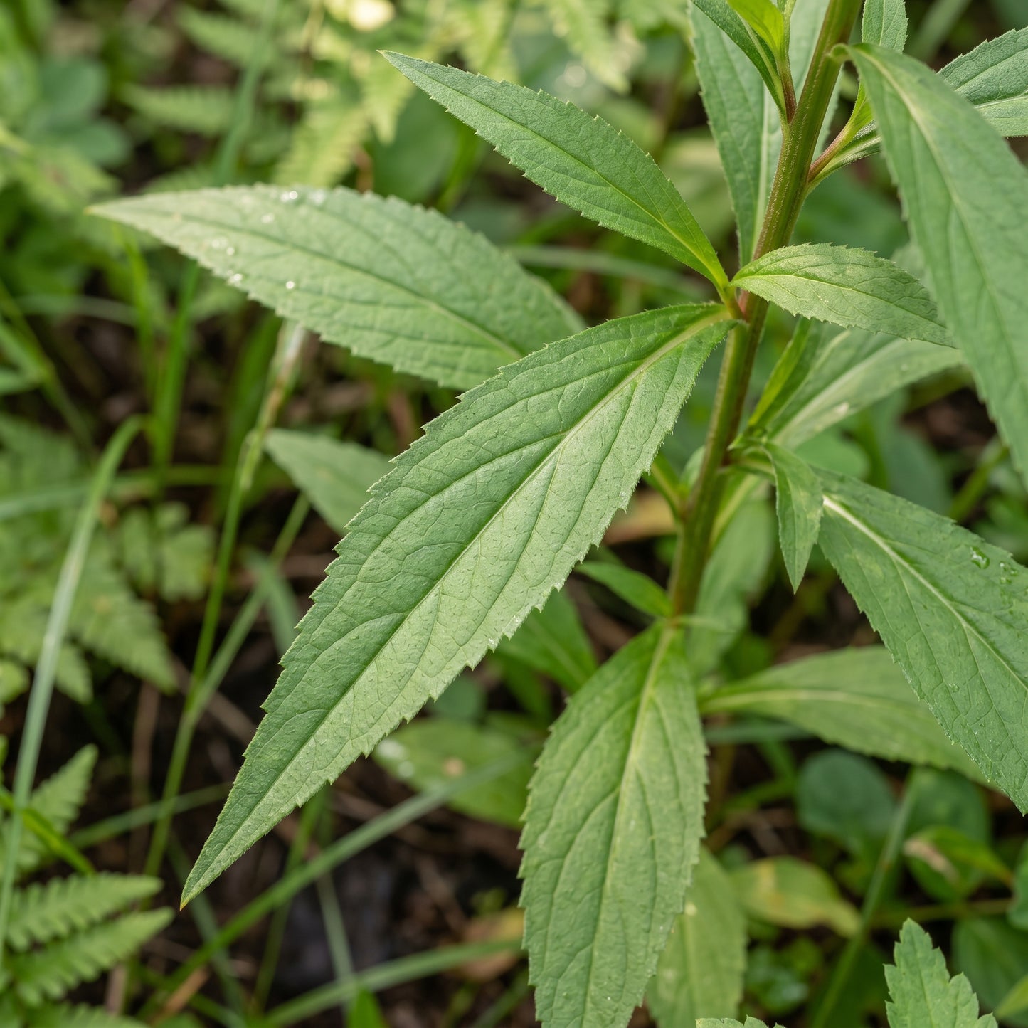 Cardinal Flower Seeds – Lobelia Garden Seeds