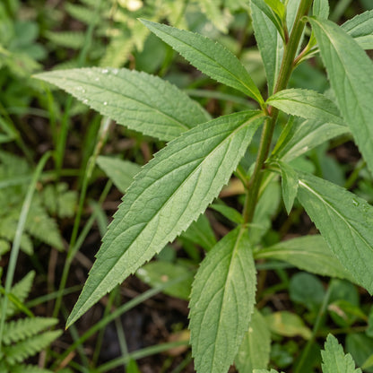Cardinal Flower Seeds – Lobelia Garden Seeds