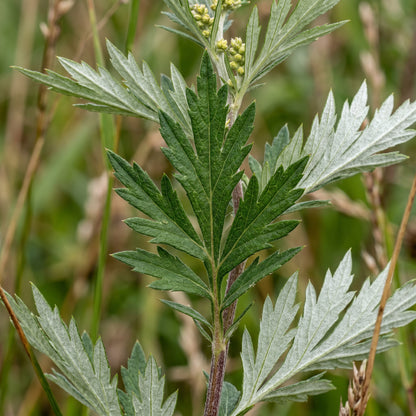 Mugwort Seeds – Herb Garden Plant Seeds