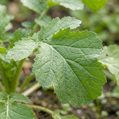 Turnip Seeds – Root Vegetable Plant Seeds
