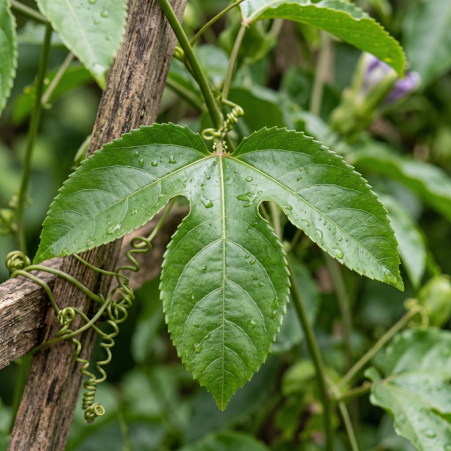 Passion Fruit Seeds – Tropical Fruit Plant Seeds