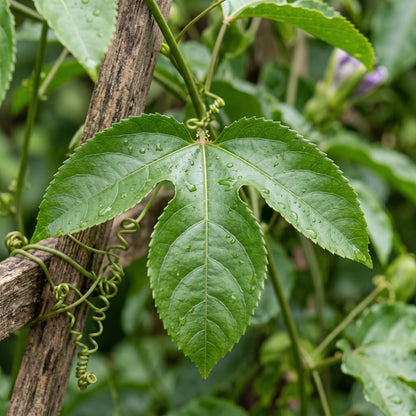 Passion Fruit Seeds – Tropical Fruit Plant Seeds