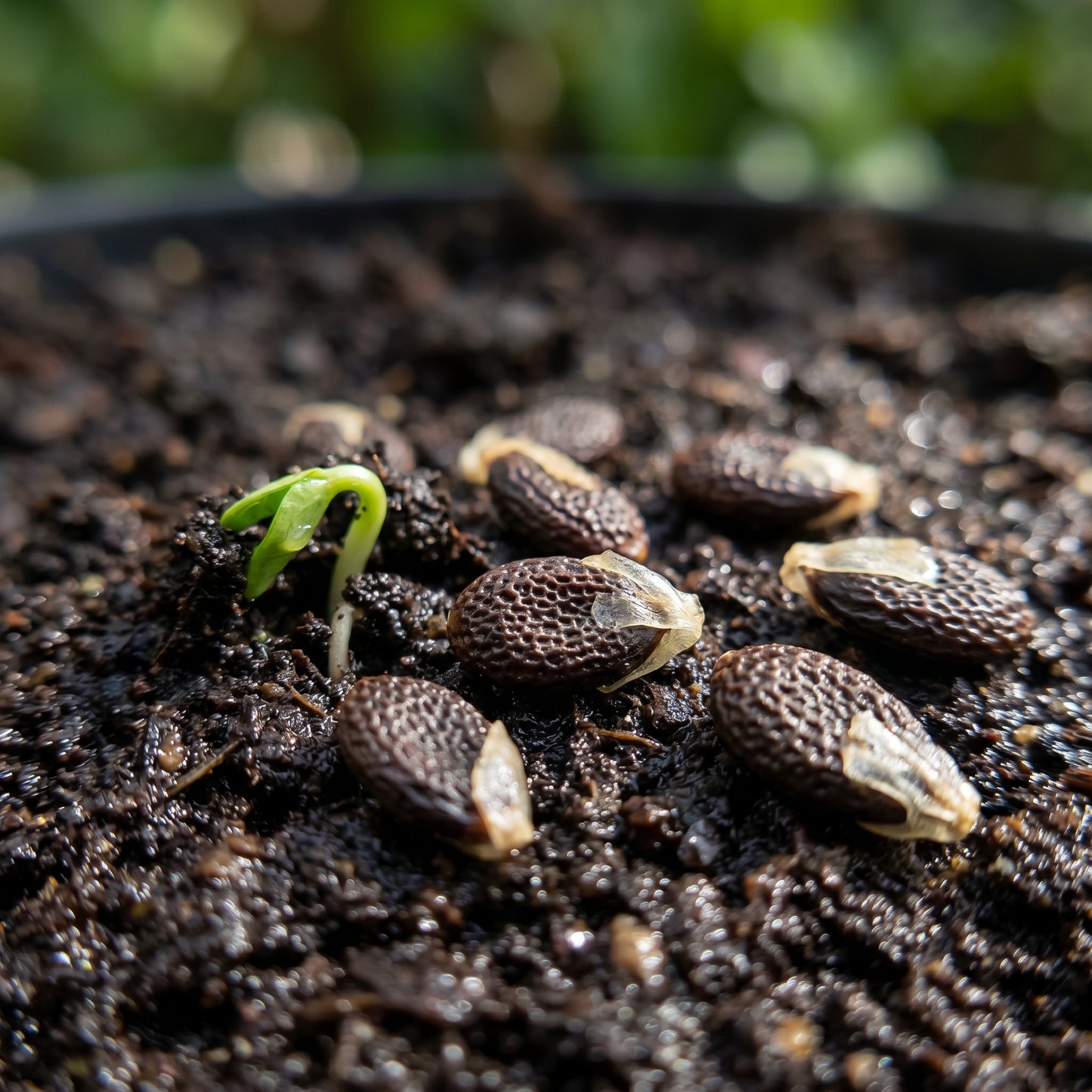 Passion Fruit Seeds – Tropical Fruit Plant Seeds