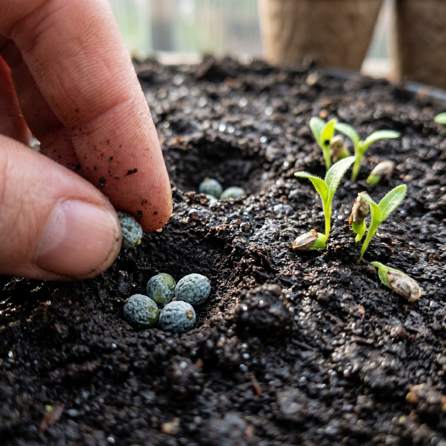 Bayberry Seeds – Garden Shrub Plant Seeds