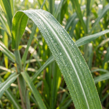 Sugarcane Seeds – Garden Crop Plant Seeds