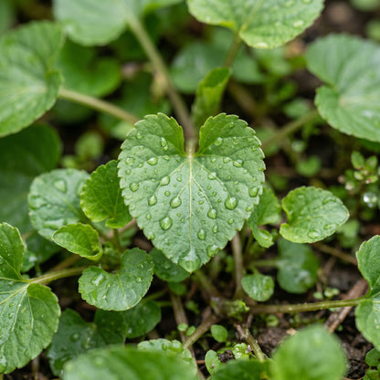 Sweet Viola Seeds – Garden Flower Seeds