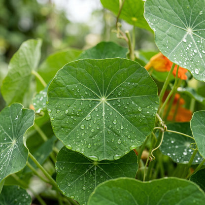 Nasturtium Seeds – Mixed Flower Garden Seeds