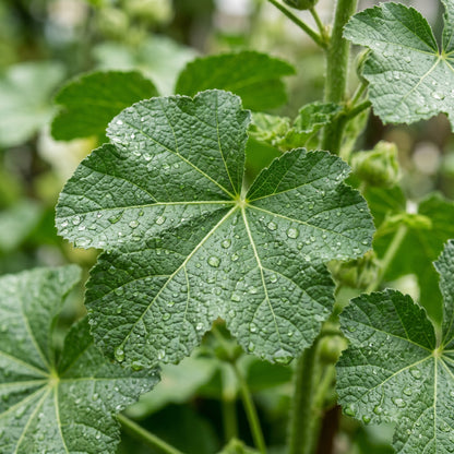 Hollyhock Seeds – Tall Flower Garden Seeds