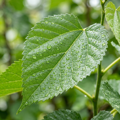 Mulberry Seeds – Fruit Tree Plant Seeds