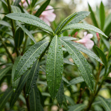 Nerium Oleander Pink Flower Seeds – Compact Shrub