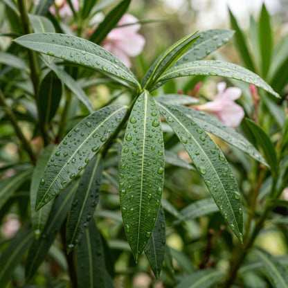 Nerium Oleander Pink Flower Seeds – Compact Shrub
