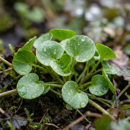 Winter Purslane Seeds – Leafy Vegetable