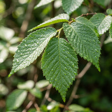Slippery Elm Tree Seeds (Ulmus rubra)