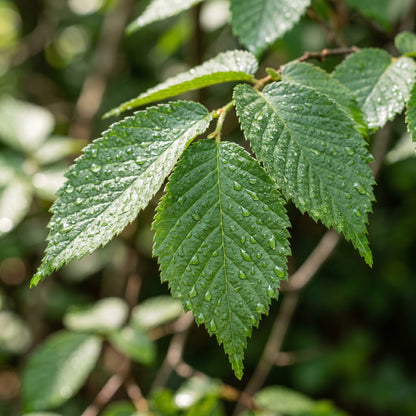 Slippery Elm Tree Seeds (Ulmus rubra)