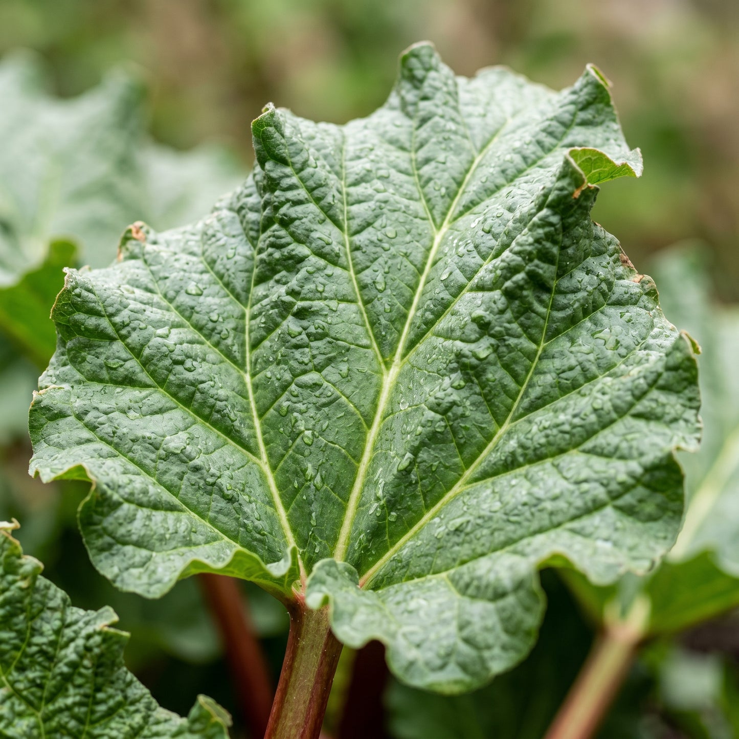 Red Victoria Rhubarb Seeds