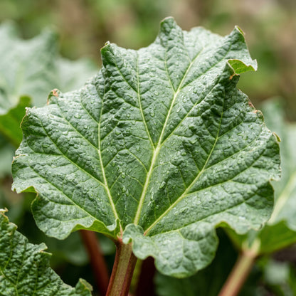 Red Victoria Rhubarb Seeds