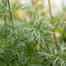 Rocket Larkspur Seeds – Imperial Mix