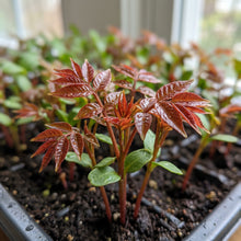 Chinese Toon Seeds – Microgreens Herb