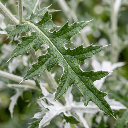 Blue Globe Thistle Seeds (Echinops ritro)