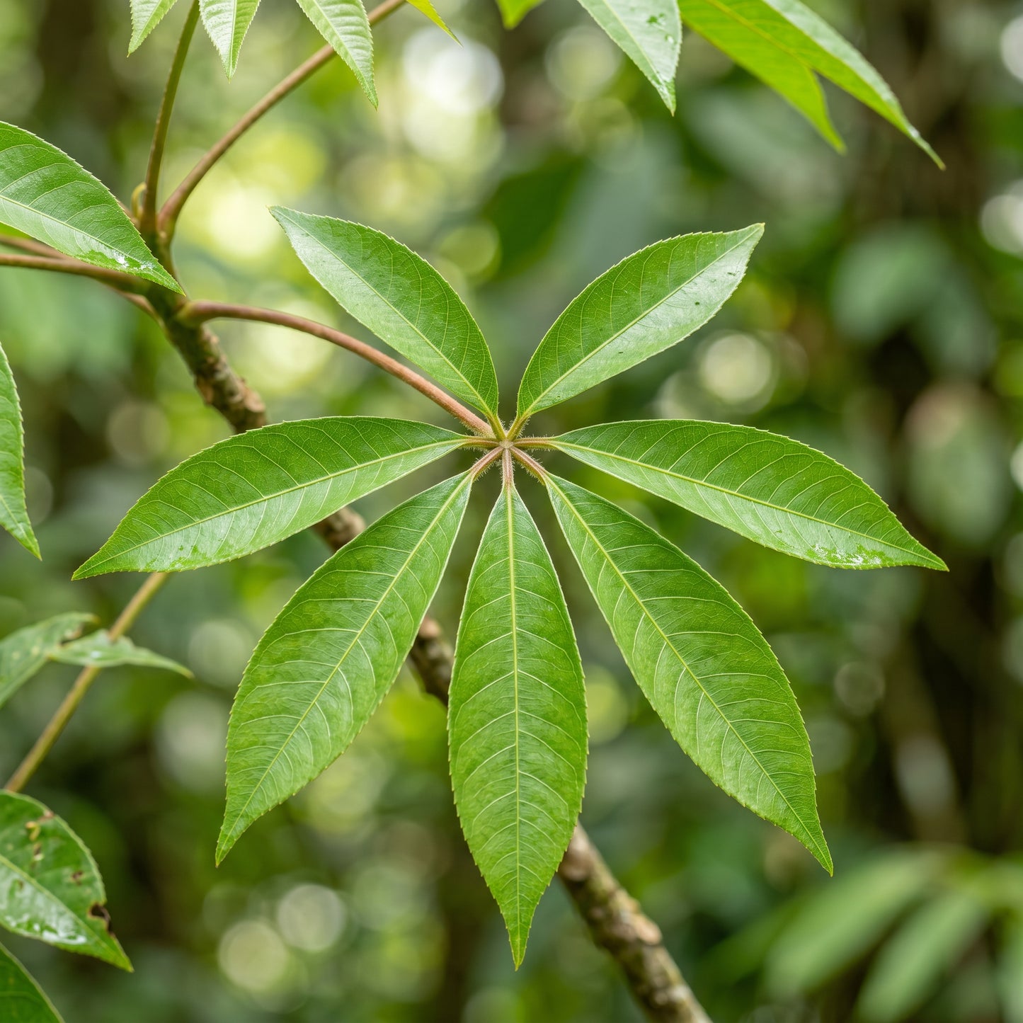 Green Kapok Tree Seeds (Ceiba pentandra) – Tropical Shade Tree Plant Seeds