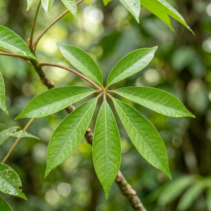 Green Kapok Tree Seeds (Ceiba pentandra) – Tropical Shade Tree Plant Seeds
