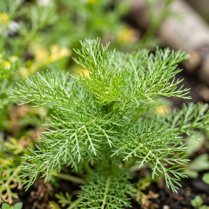 German Chamomile Seeds (Matricaria chamomilla)