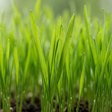Wheat Grass Seeds – Indoor Growing Seeds