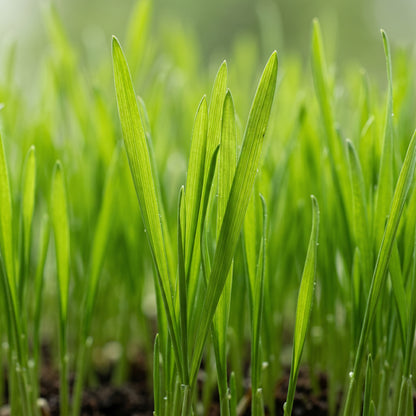Wheat Grass Seeds – Indoor Growing Seeds
