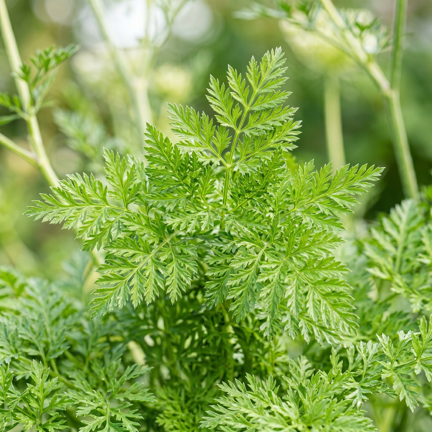 Queen Anne’s Lace Seeds (Ammi Majus)