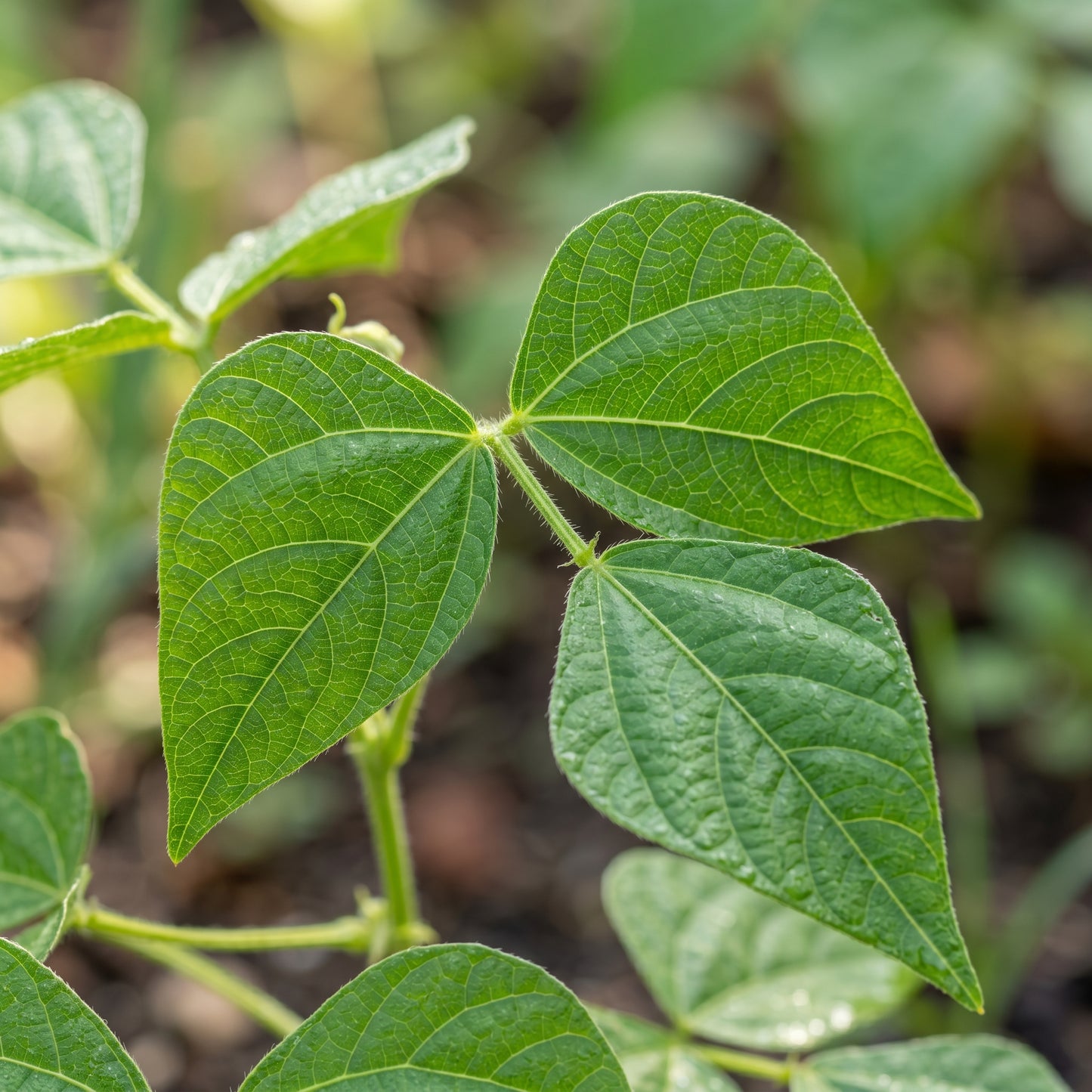 Blue Lake Bean Seeds – Bush Variety