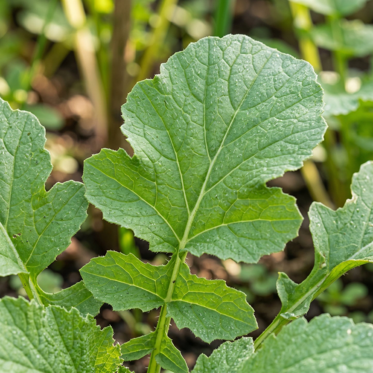 Radish Seeds – Root Vegetable