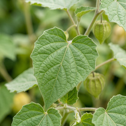 Ground Cherry Seeds – Husk Tomato Type