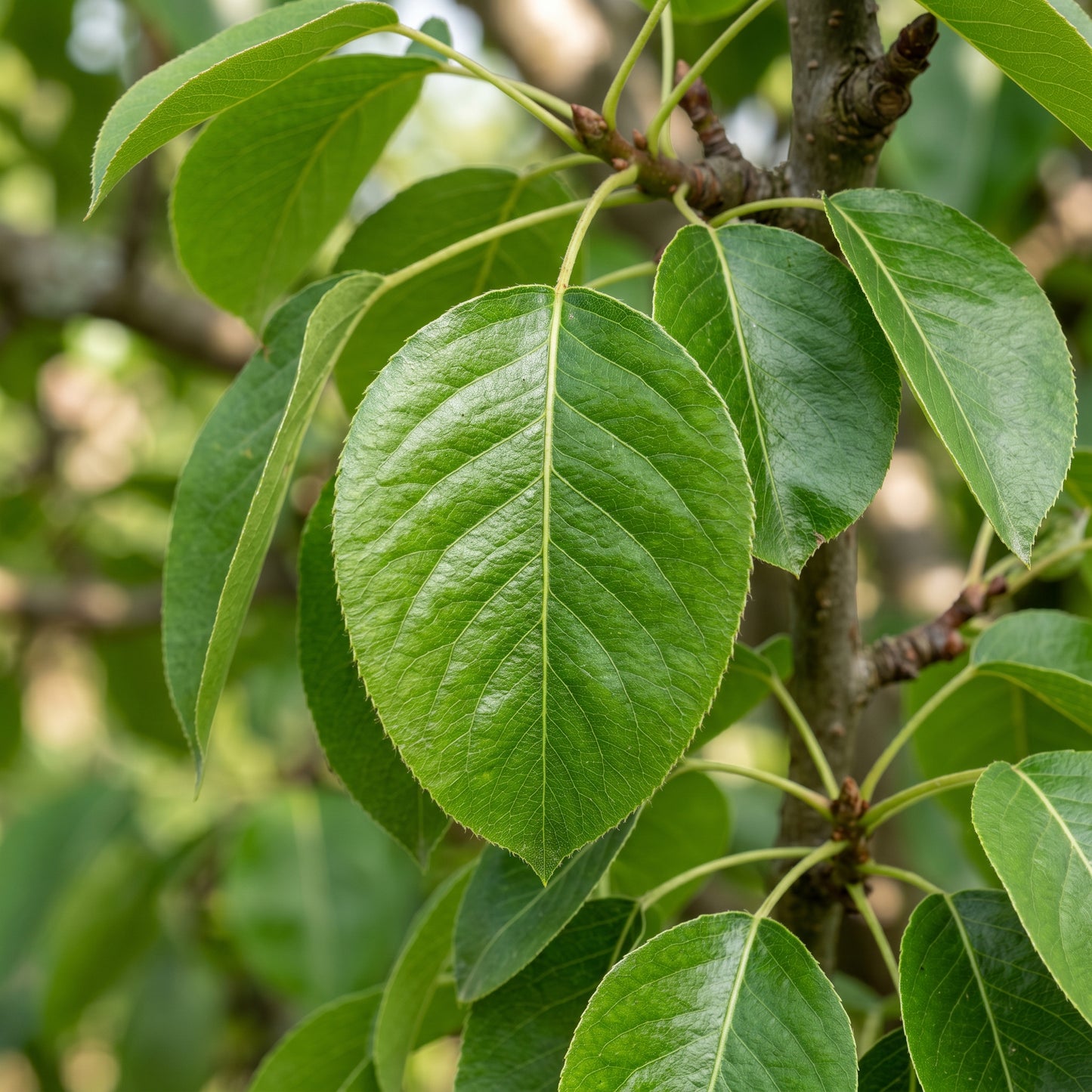Pear Tree Seeds – Garden Plant Seeds