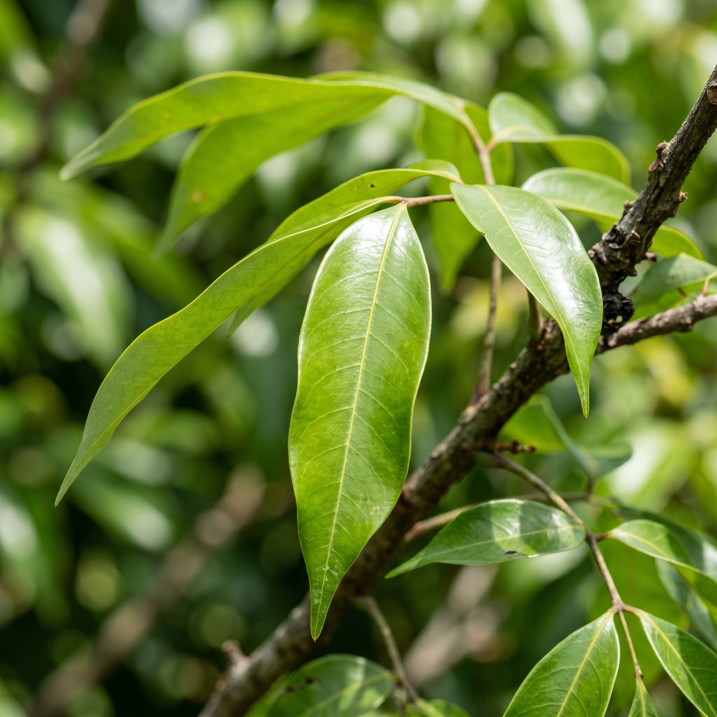 Lychee Seeds – Fruit Tree Seeds