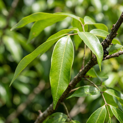 Lychee Seeds – Fruit Tree Seeds