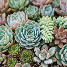 Assorted Succulent Plants