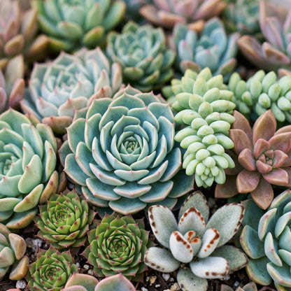 Assorted Succulent Plants