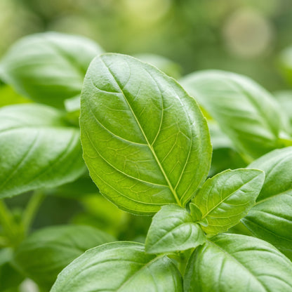 Italian Basil Seeds – Sweet Herb