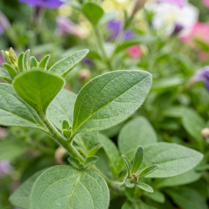 Petunia Seeds – Mixed Color Flowers