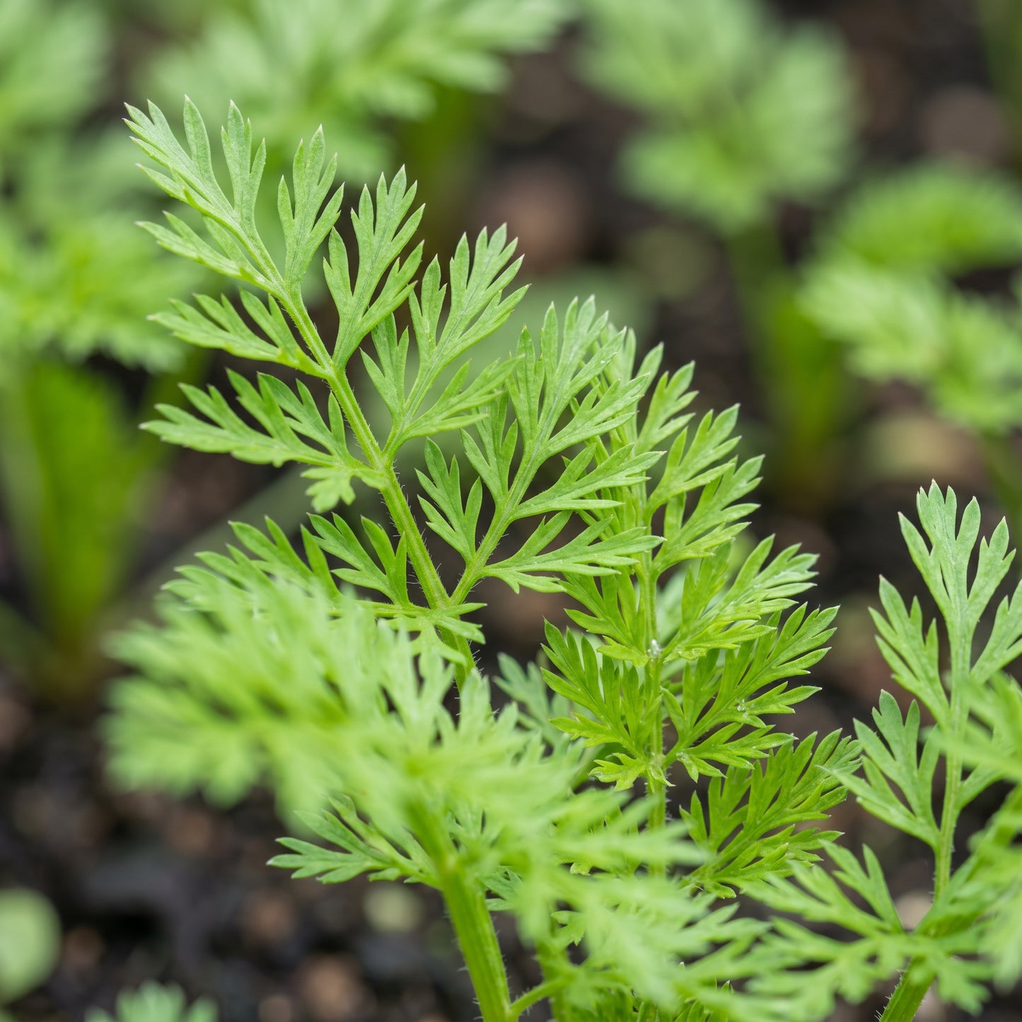 Carrot Seeds – Rainbow Variety