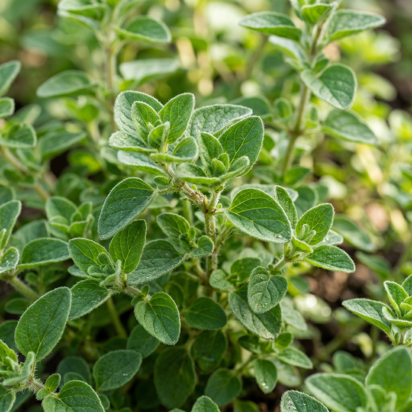 Italian Oregano Seeds