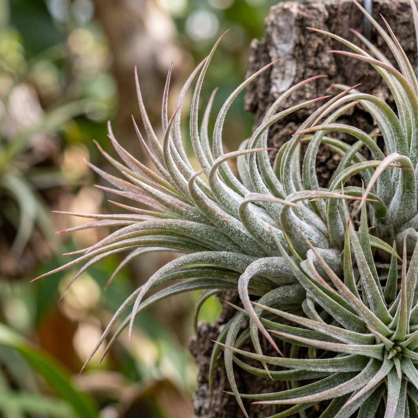 Air Plants Tillandsia