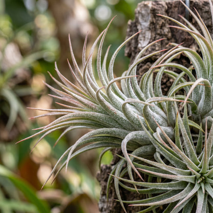 Air Plants Tillandsia