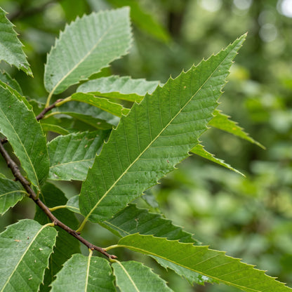 Chestnut Tree Seeds
