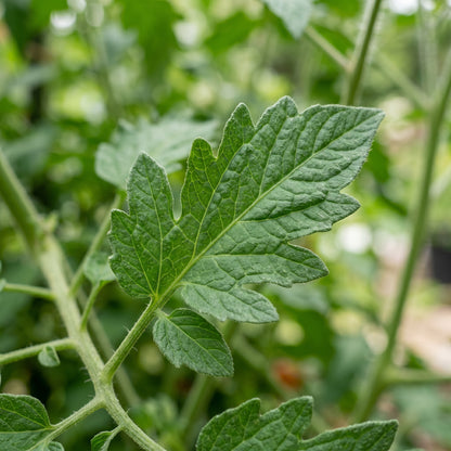 Red Cherry Tomato Seeds for Garden Growing