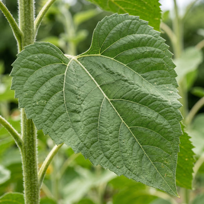 Mammoth Sunflower Seeds for Tall Flower Garden